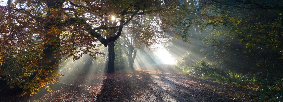 header-image